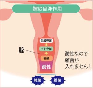 膣画像