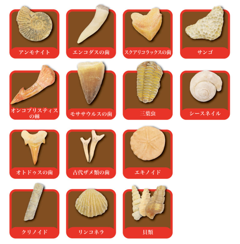 化石 B-16 D-10 D-11